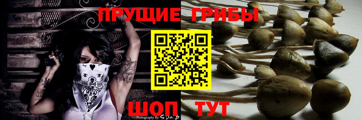 Галлюциногенные грибы Magic Shrooms  где продают наркотики  Киселёвск  Вход с VPN  Псилоцибиновые грибы Cubensis 